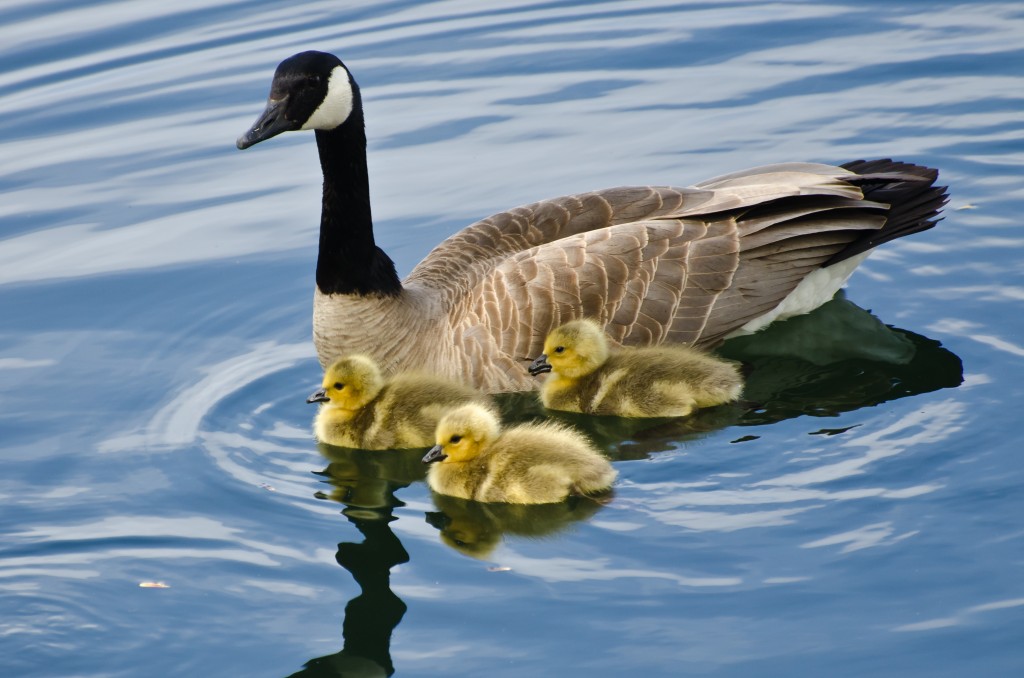 Goslings Staying Close to Mom